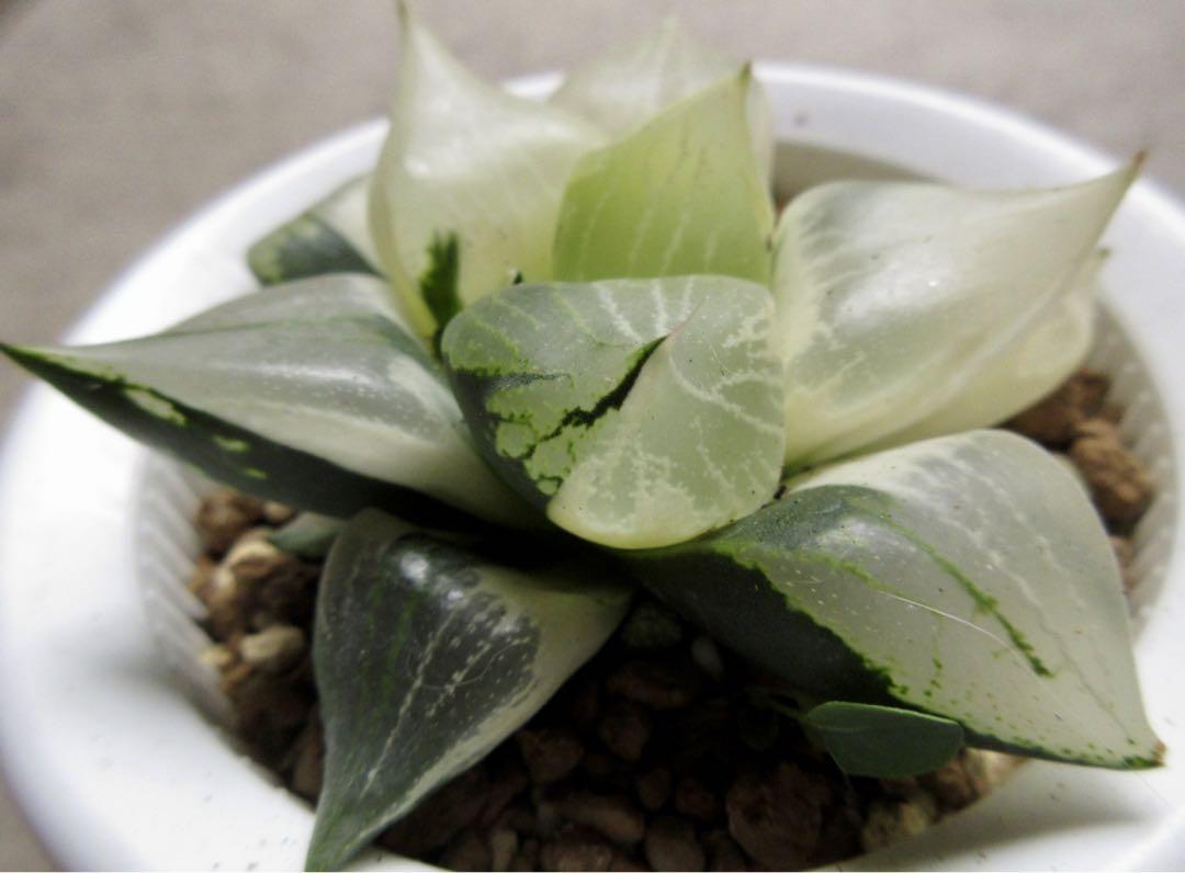 *. 裏般若錦 *. ハオルシア * ハオルチア * 多肉植物 *