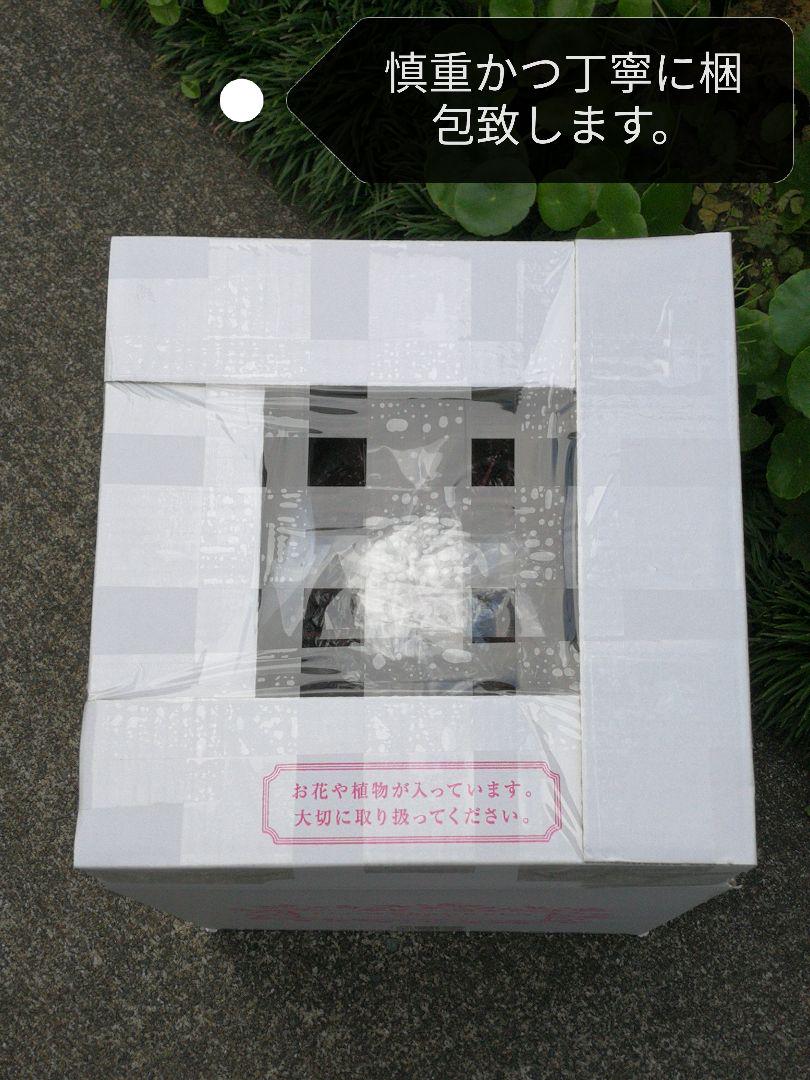 サボテン 赤鳳 セキホウ 8号 希少品 ビッグサイズ 本物 観葉植物