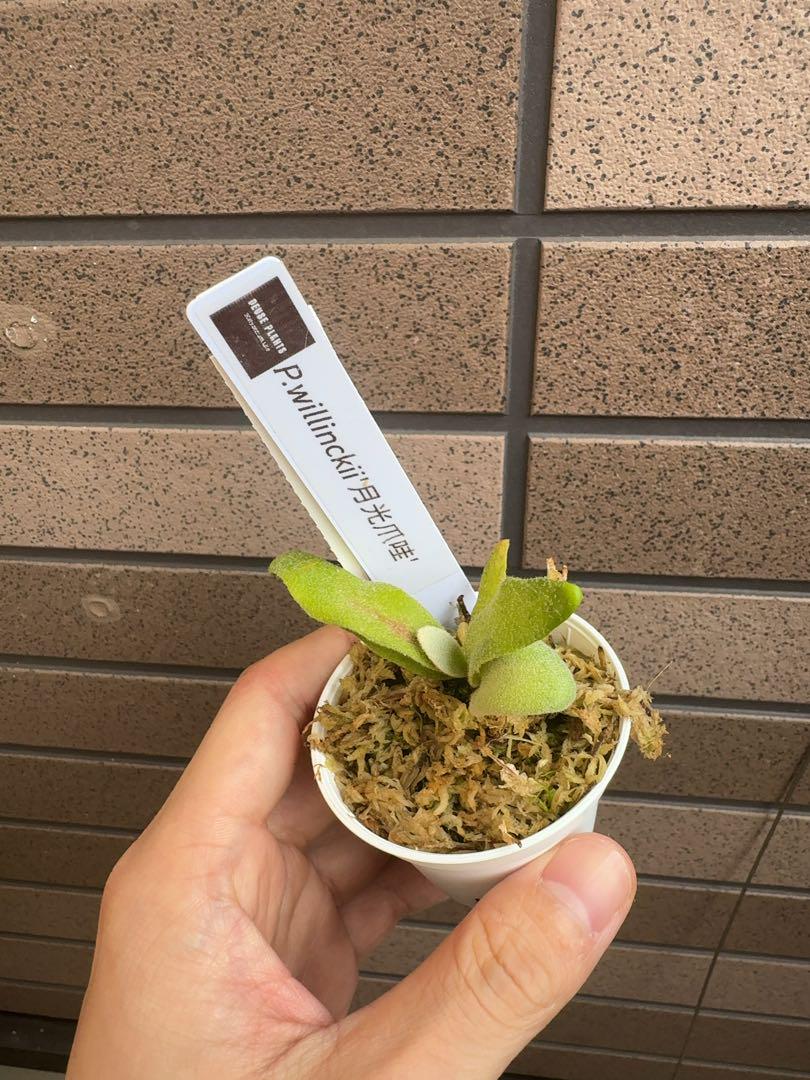 P.willinckii ' 月光爪哇 ' OC