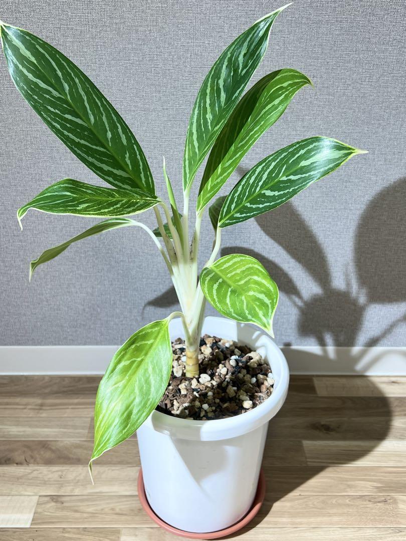 おしゃれな観葉植物 アグラオネマ グリーンサン 白い茎 斑の模様 抜き苗