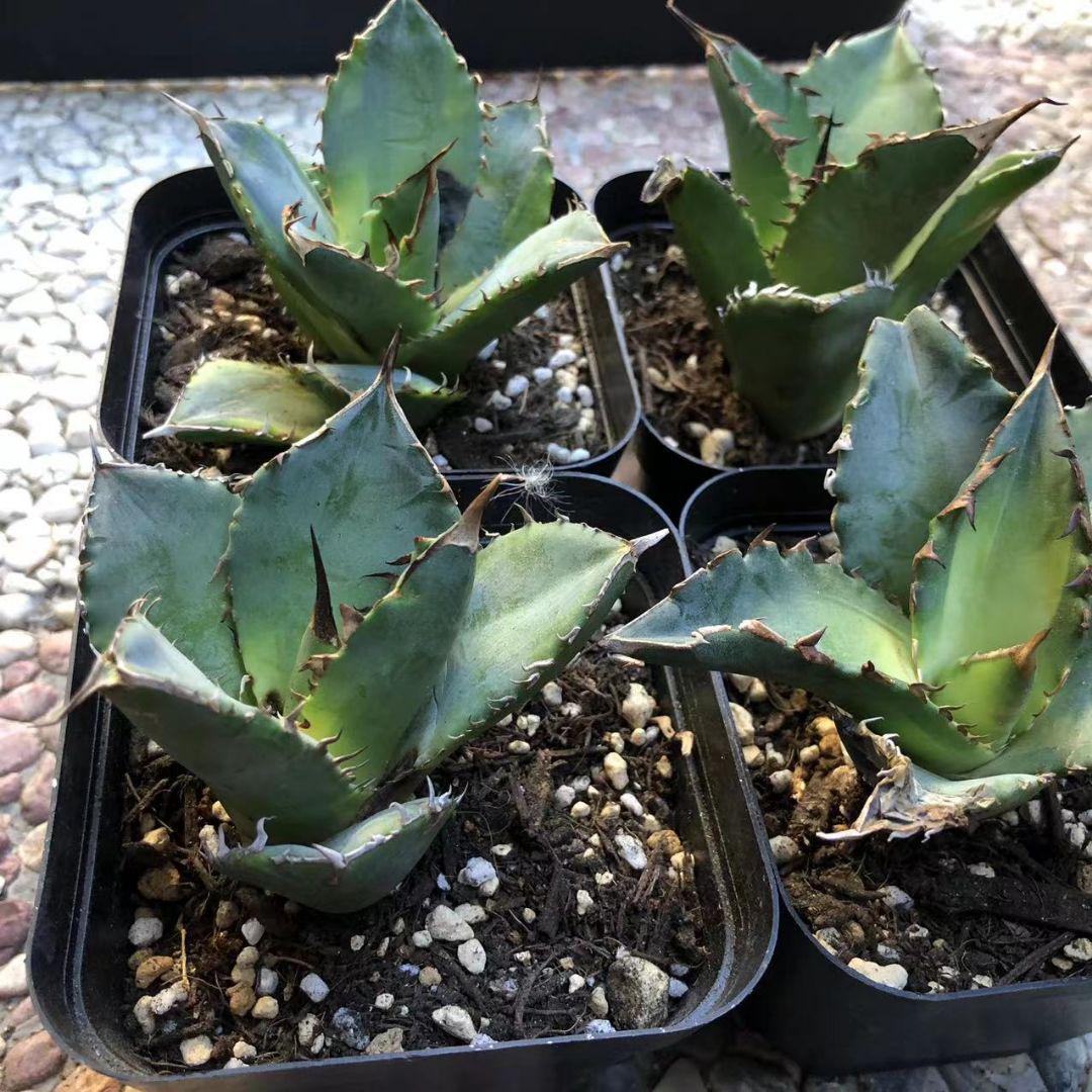 大放出セール】 植物/観葉植物 インテリア小物-nomisec.com 大放出セール】 植物/観葉植物 インテリア小物-nomisec.com