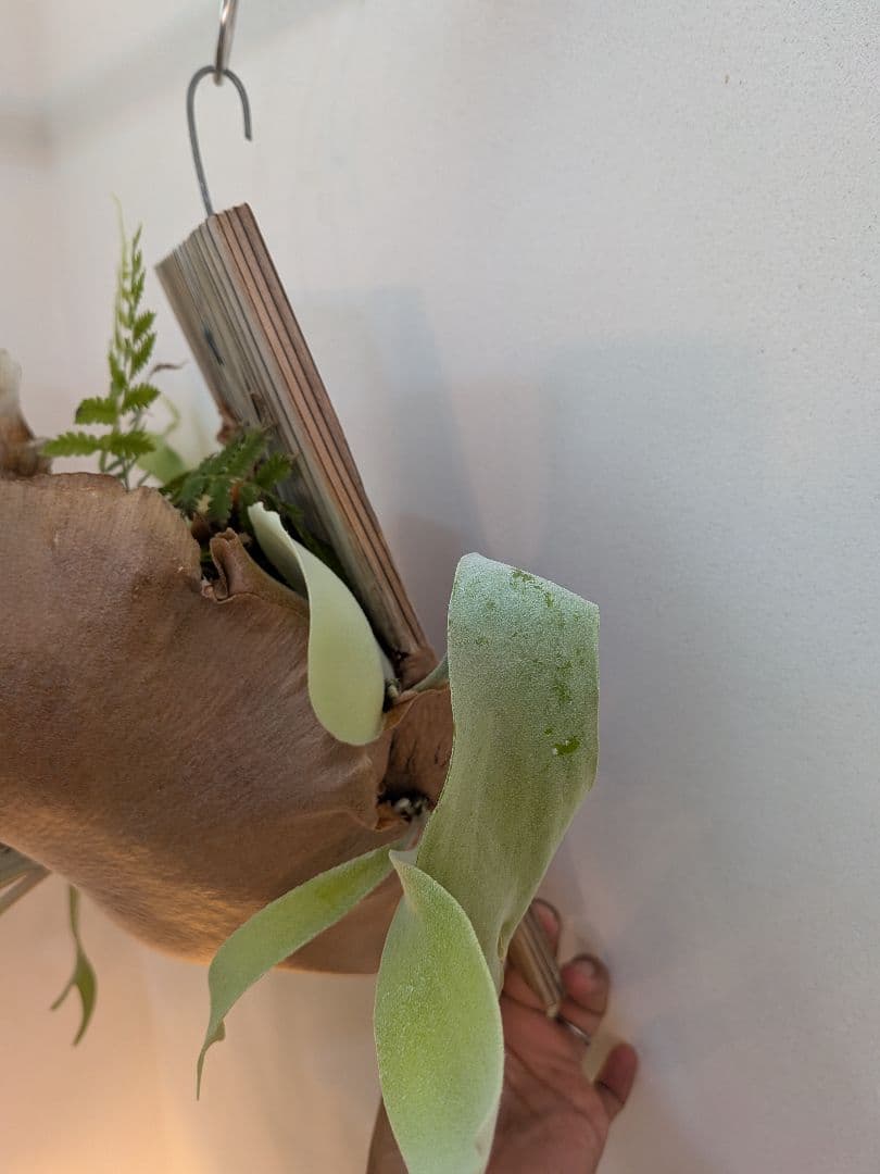 ビカクシダ 壁掛け用