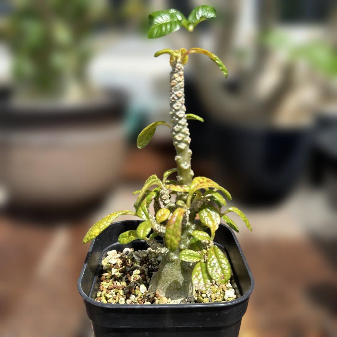 激安の ギガス ドルステニア 実生株② メルカリ - 美株 塊根植物・コーデックス