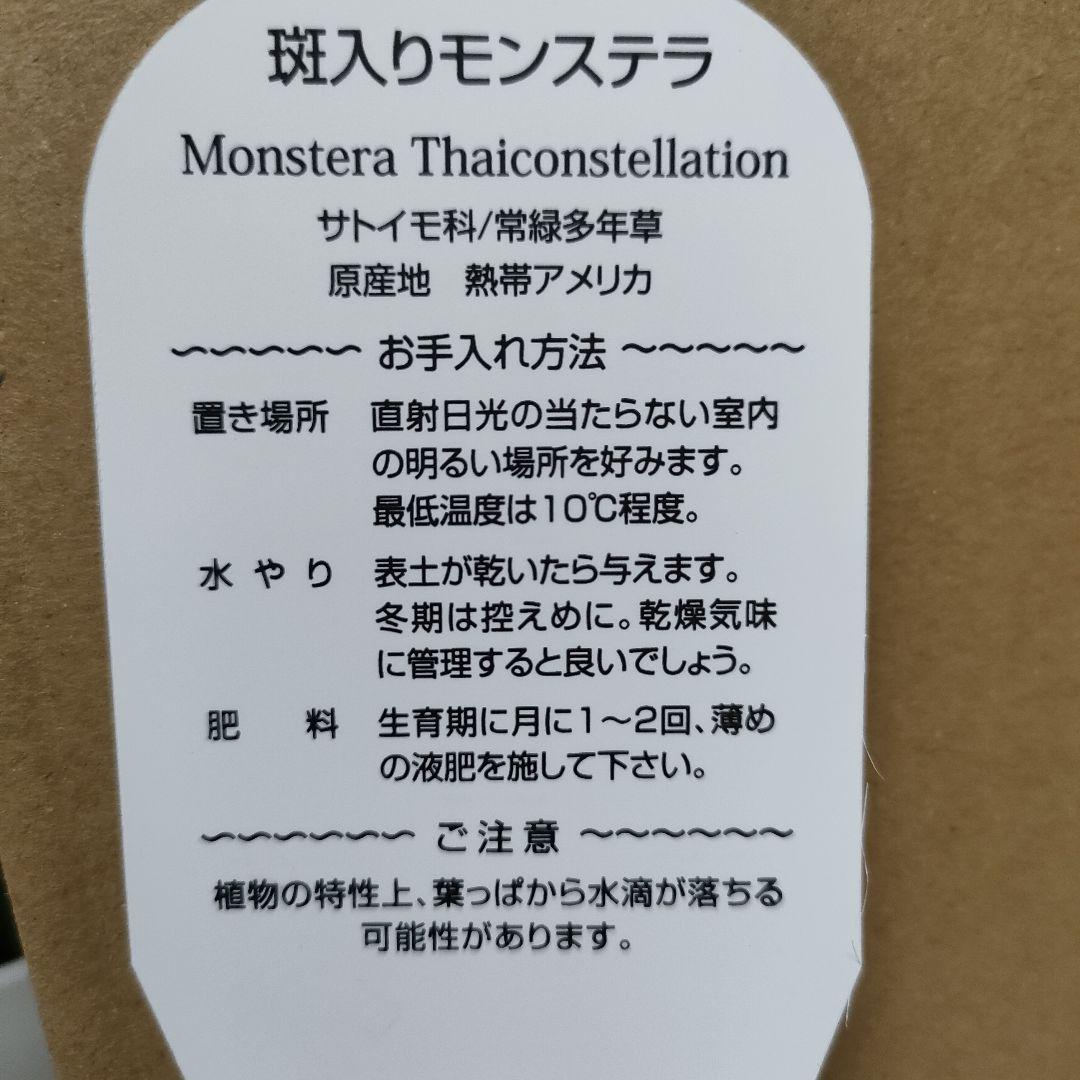 ❸斑入りモンステラ・3.5号ポット苗【鉢付き】