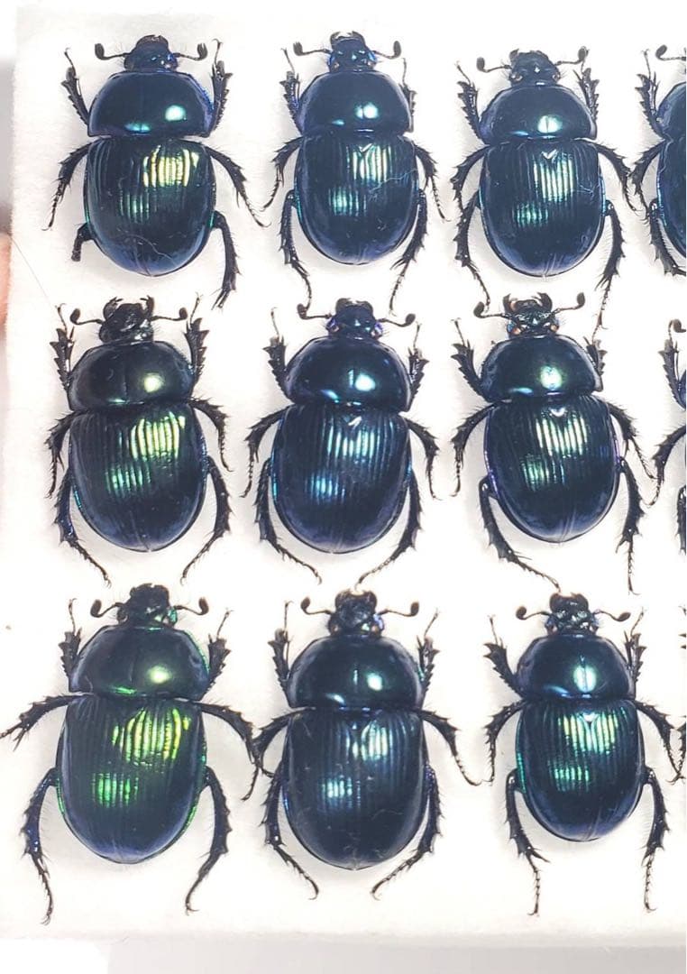 特価 オオセンチコガネ（ルリセンチ） 30匹 ルリセンチコガネ （オオセンチコガネ） 9匹 標本 - メルカリ