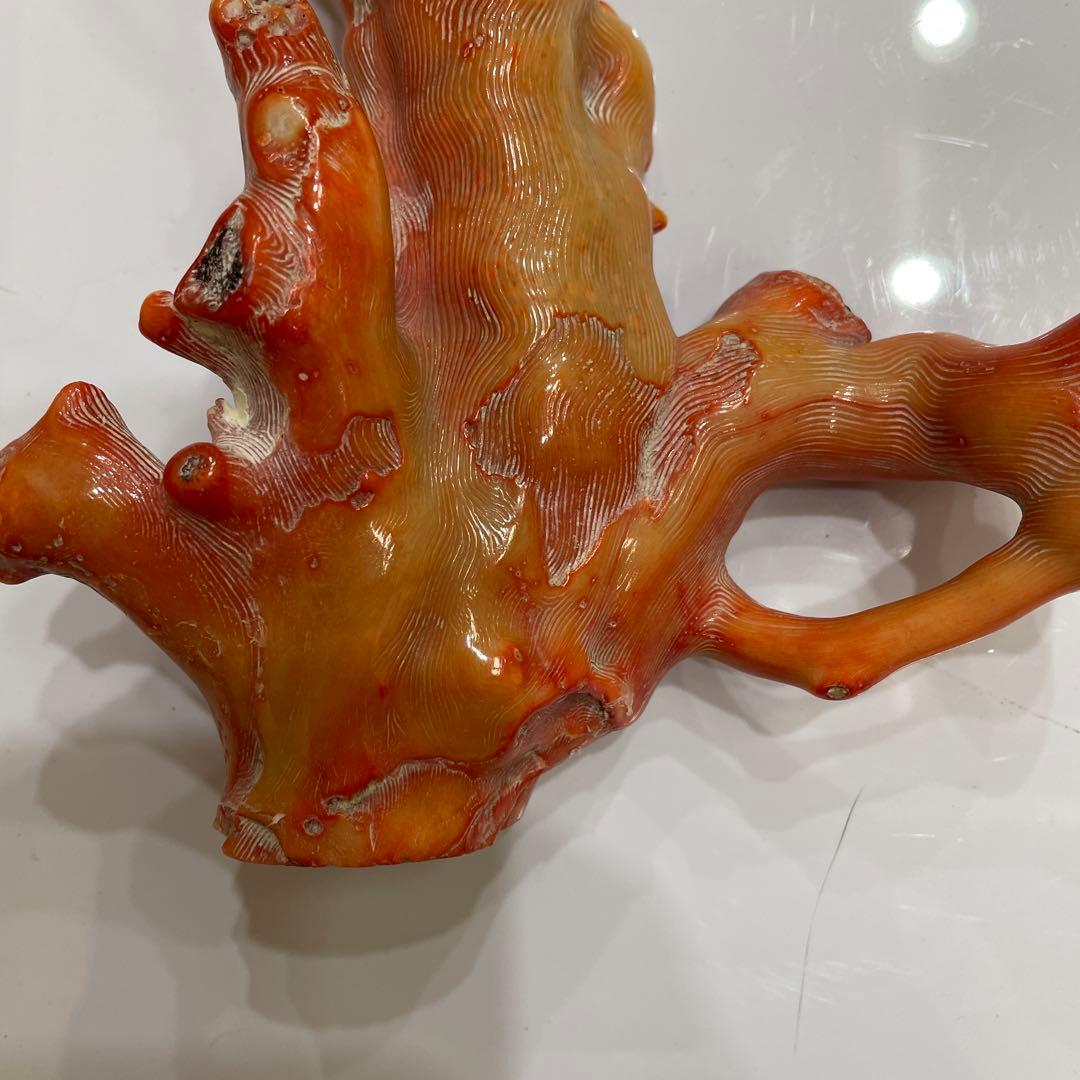 オレンジコーラル珊瑚 原木約23cm 650gやや傷や汚れあり NEXPOTALLINN_EU