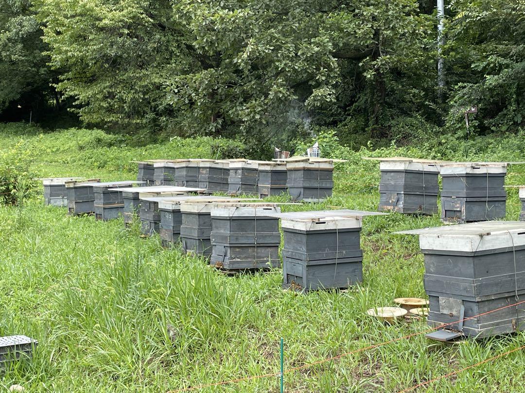 〈信州産〉天然はちみつ【りんごはちみつ】2024年　新蜜　300g✖️4個