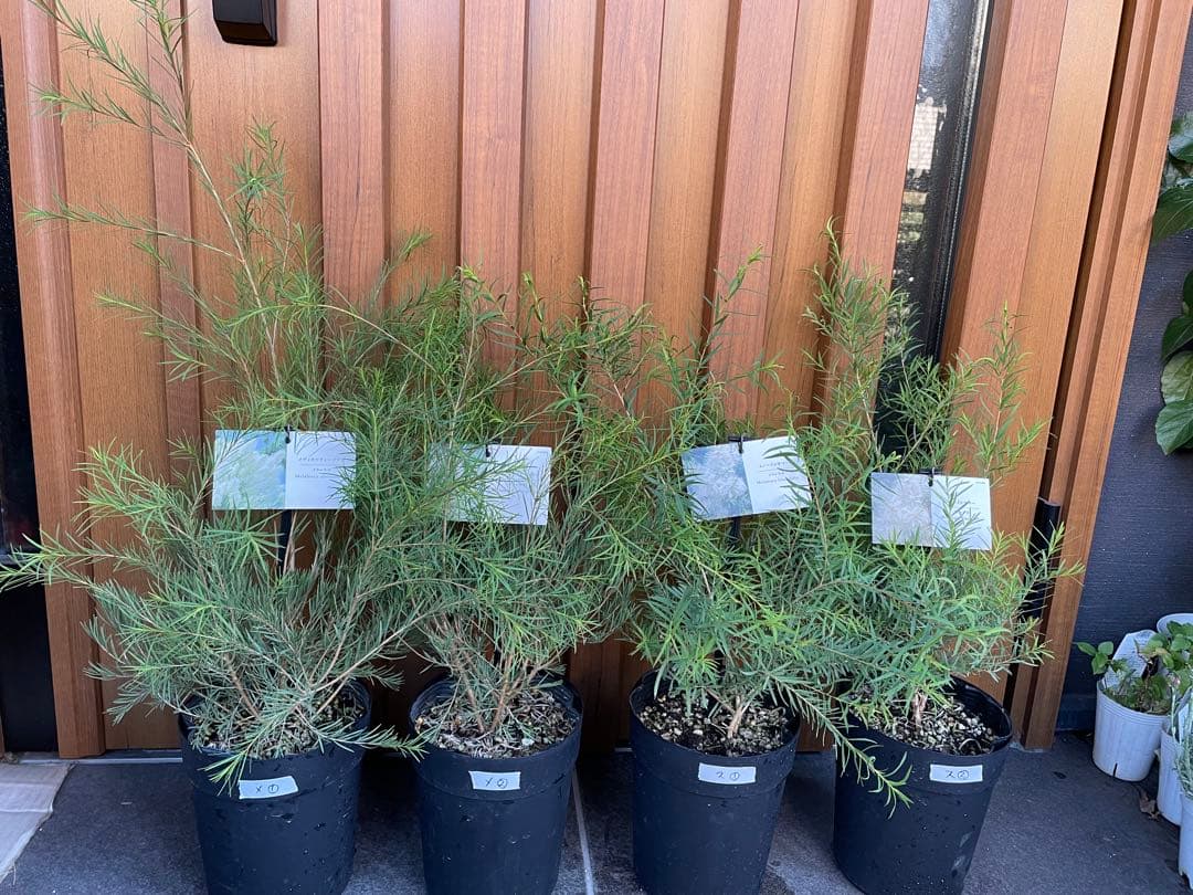 花苗】メラレウカ スノーインサマー ① 5号鉢 メルカリ便発送