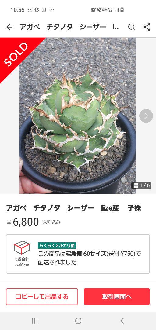 植物×鉢】 【ランダム配送】 アガベ ホリダ × プラスチック