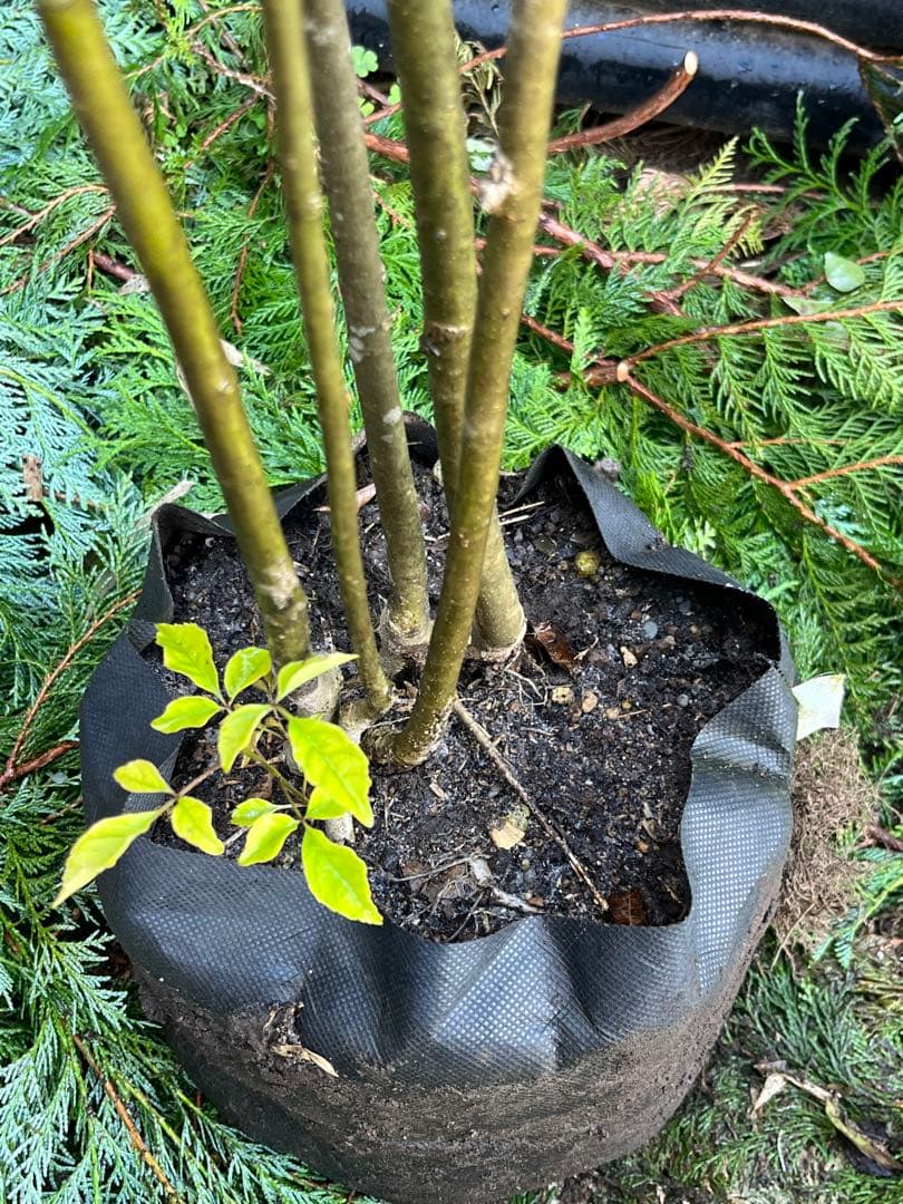 アオダモ ５本株立ち