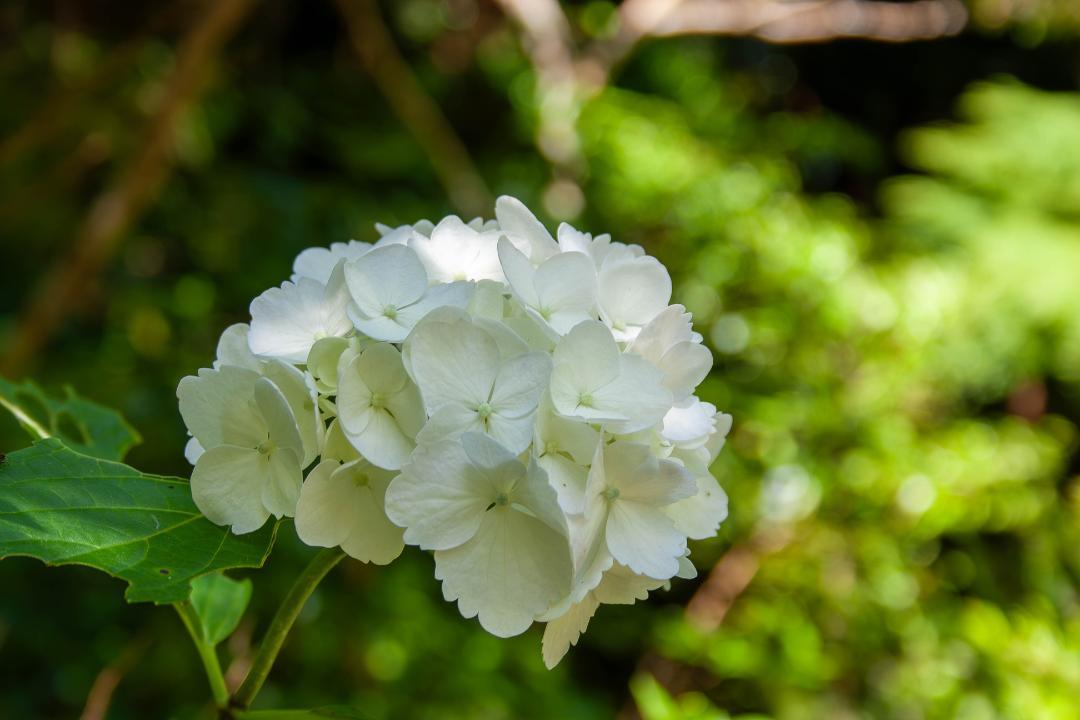 キャノン Canon EOS 40D【作例あり】