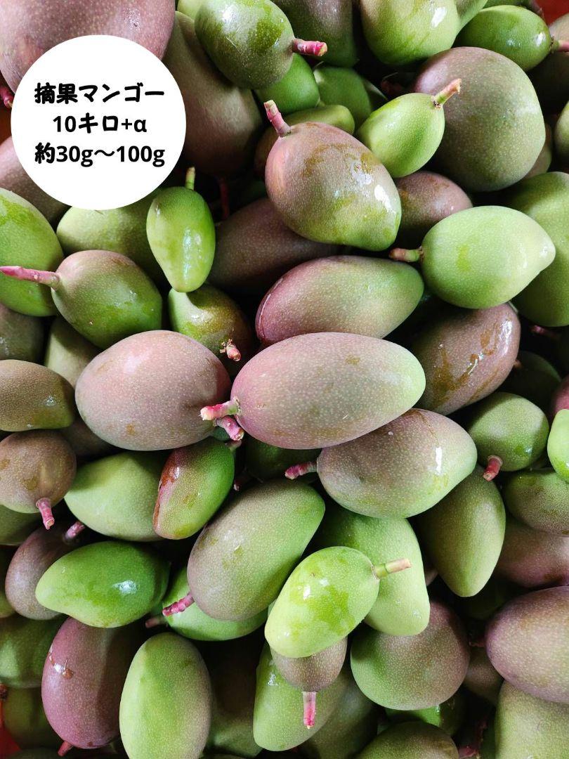 摘果マンゴー　10kg 摘果マンゴー 10キロ - 果物最低 価格