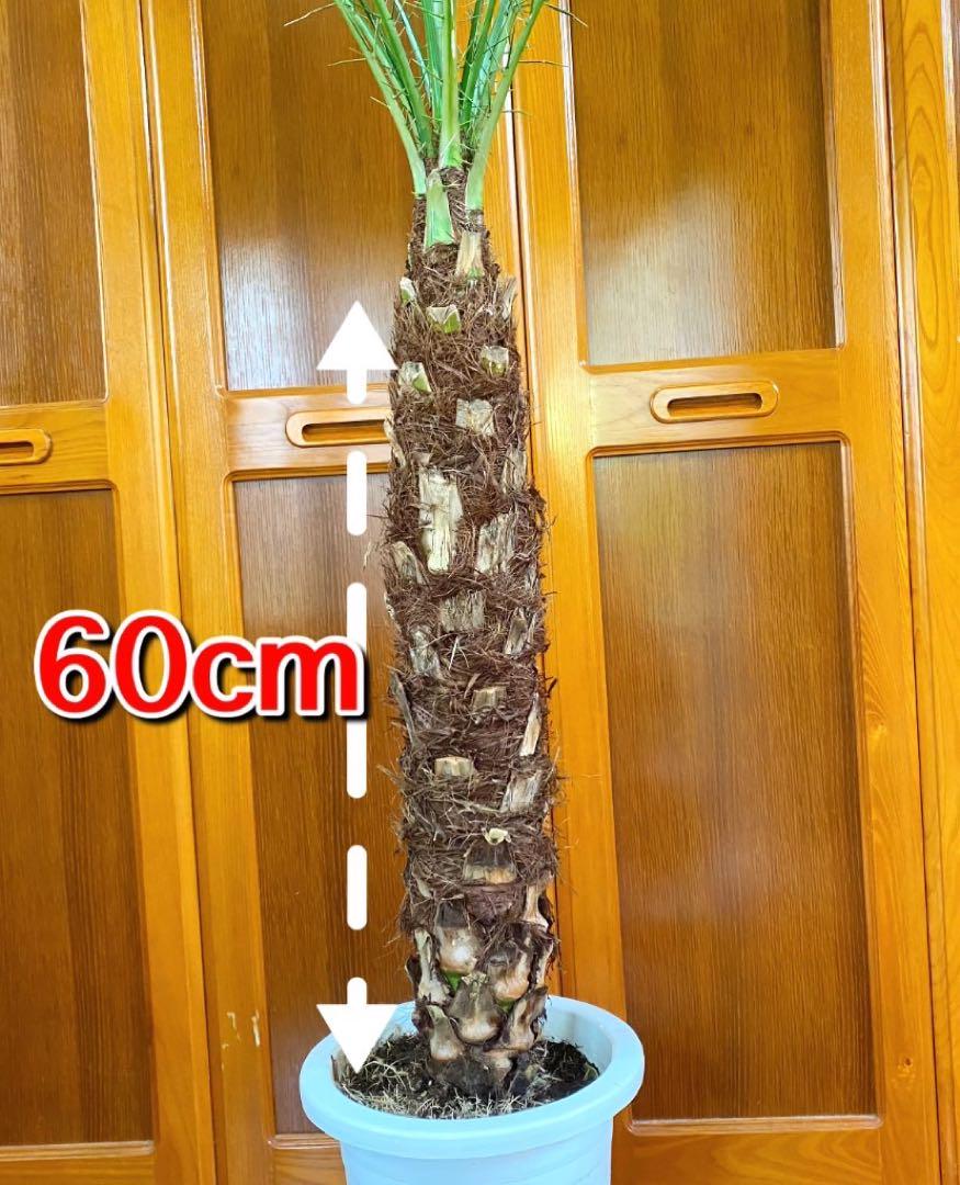 高さ165cm