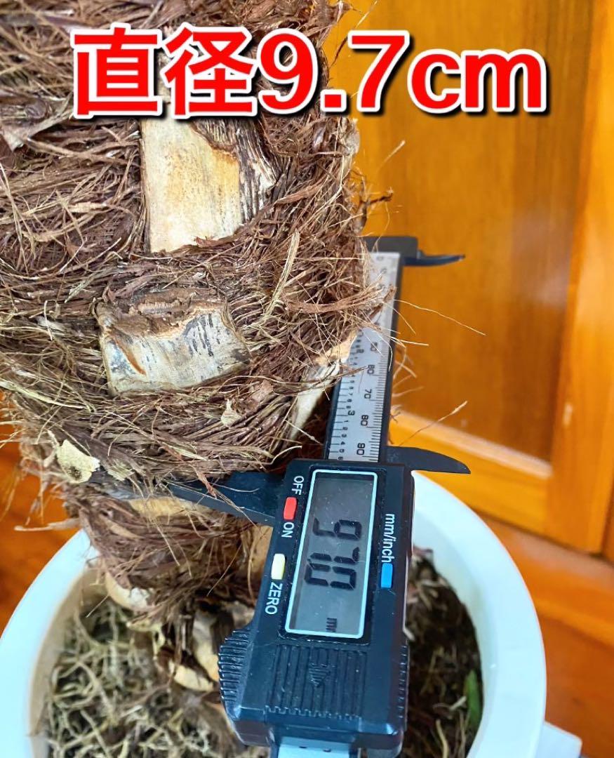 フェニックス ロベレニー