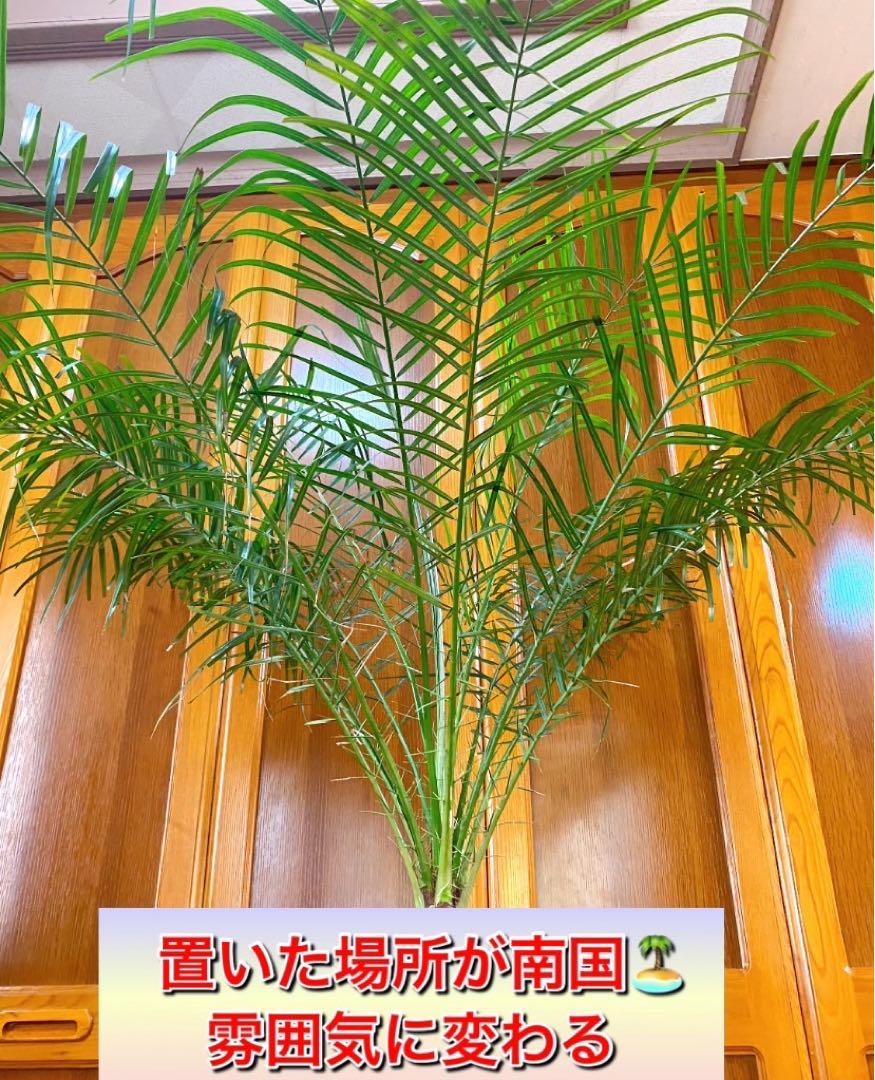 高さ165cm