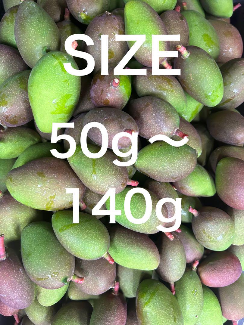 摘果マンゴー　グリーンマンゴー　10kg(50g〜140g)