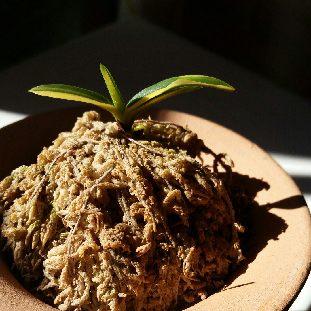 小丸縞
