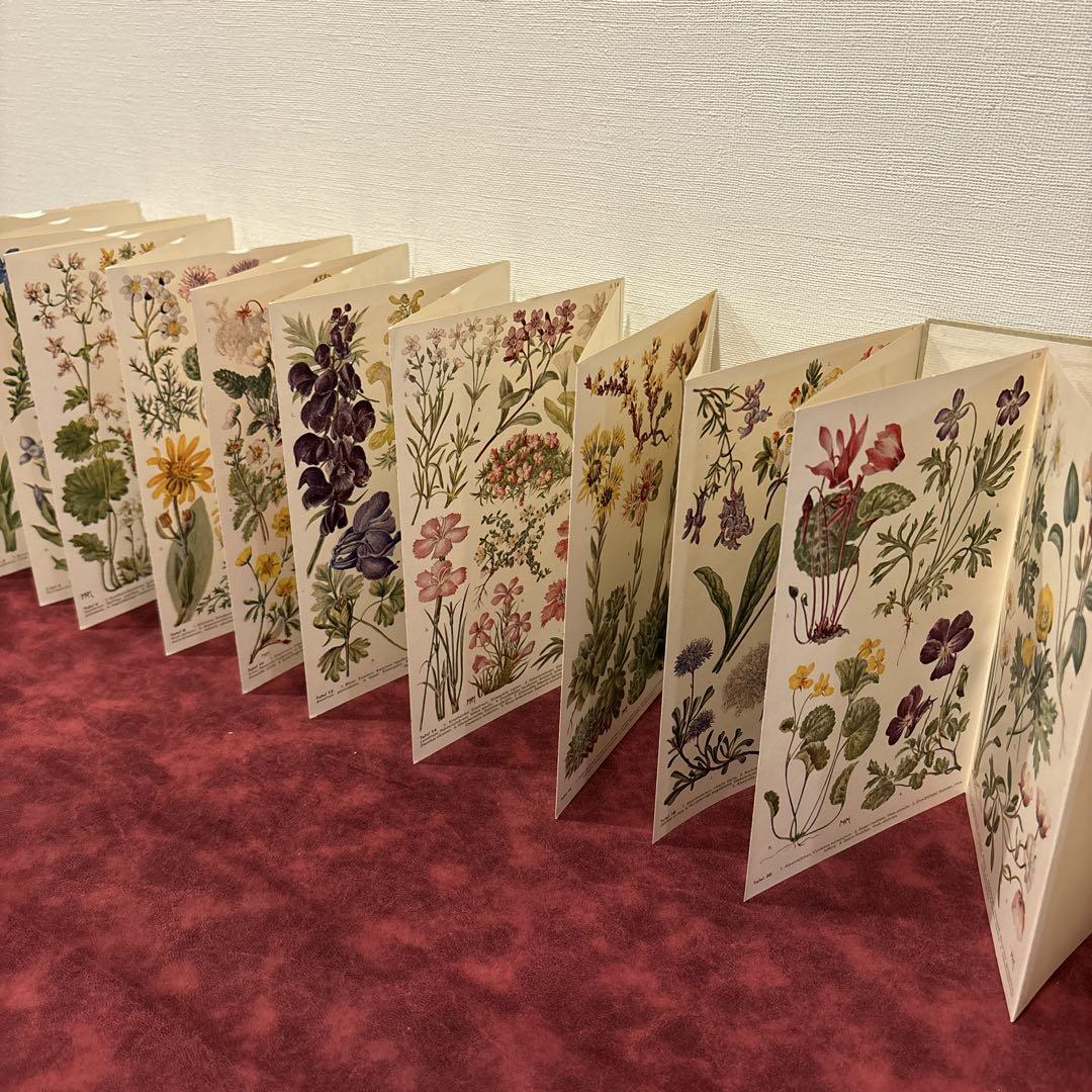 【希少】美品 フランス植物図鑑　洋書　古書 希少】美品 フランス植物図鑑 洋書 古書