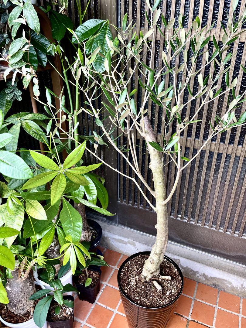 古株！大株！オリーブ 8号陶器鉢ごと発送 観葉植物