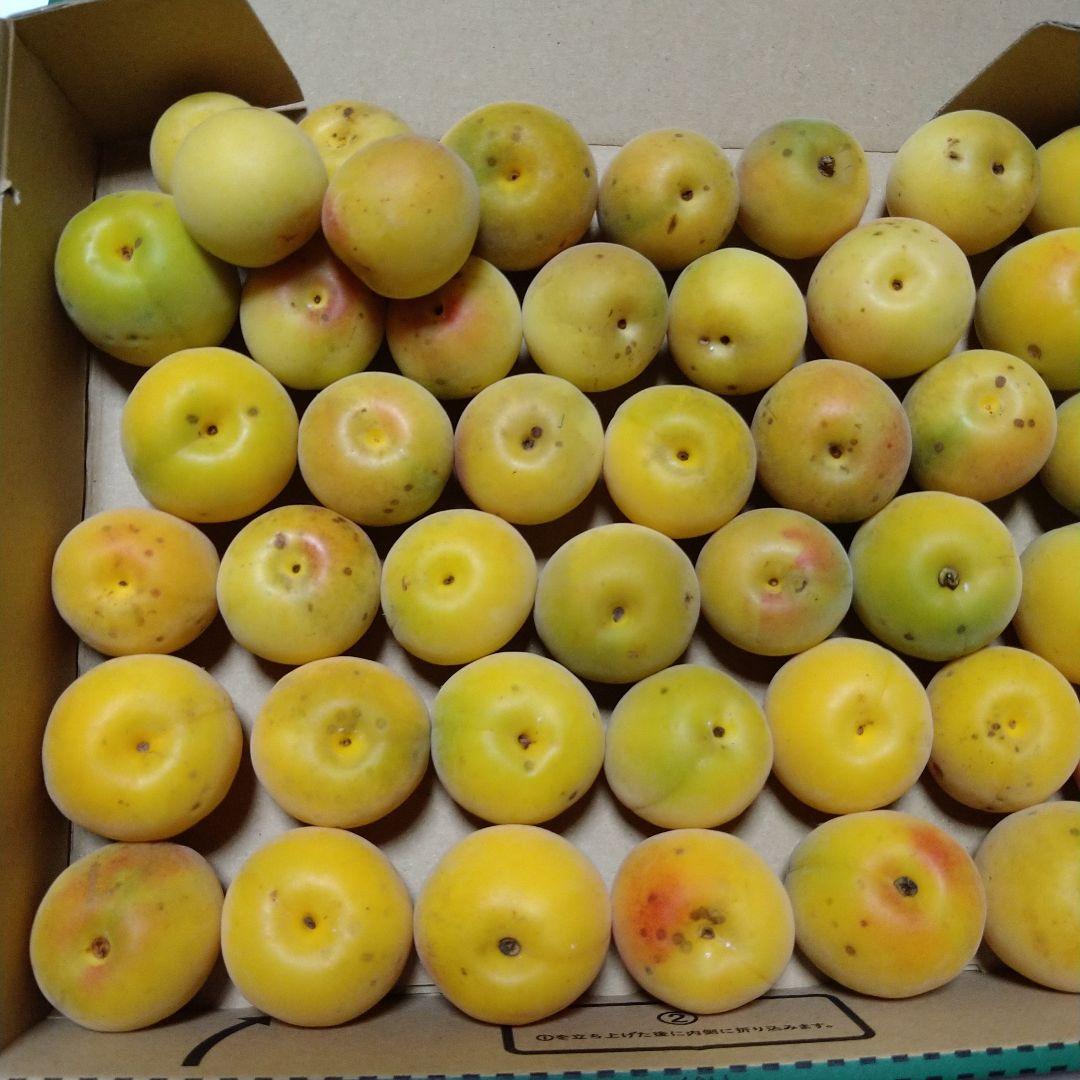 梅(1kg) 上品 wulift.com