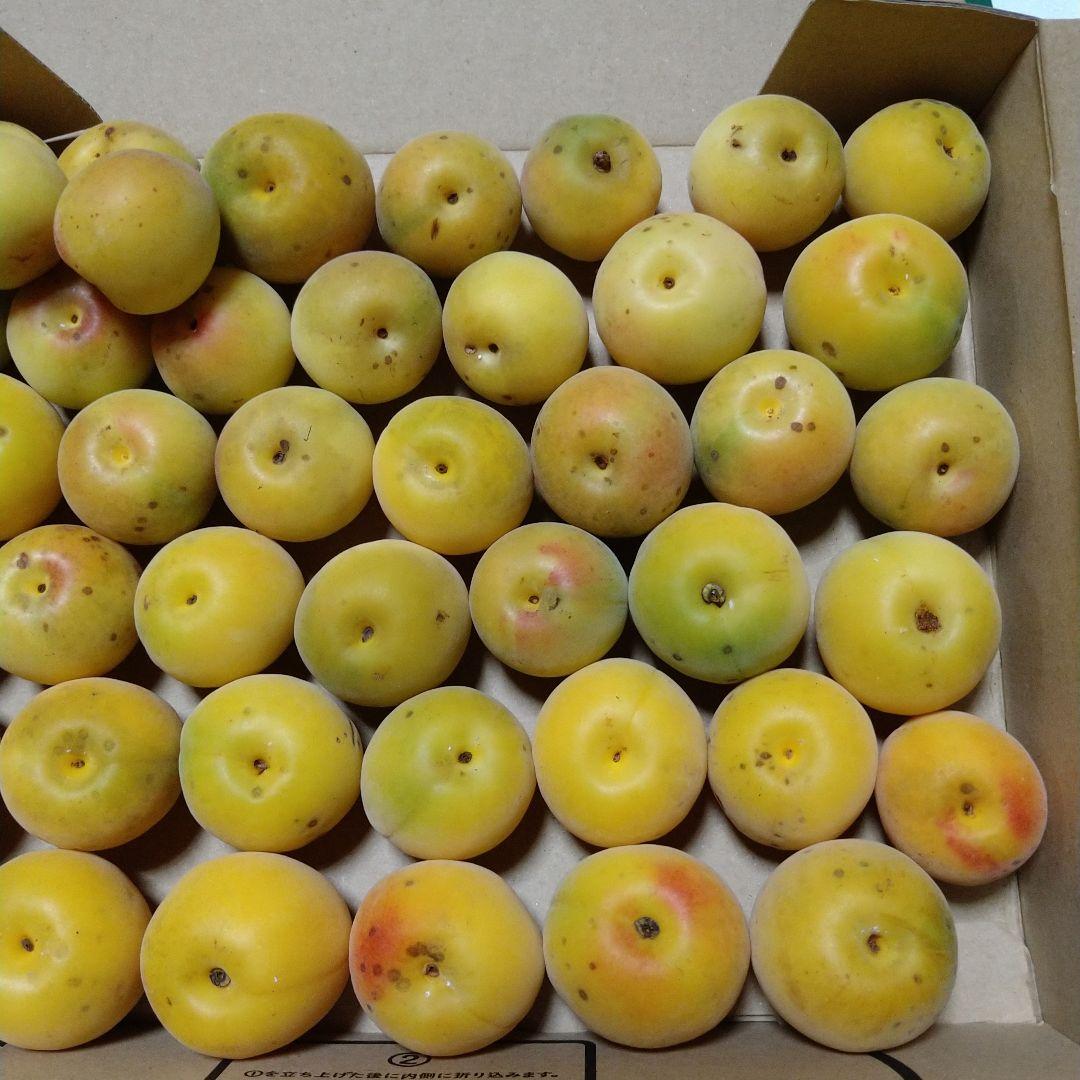 梅(1kg) 上品 wulift.com