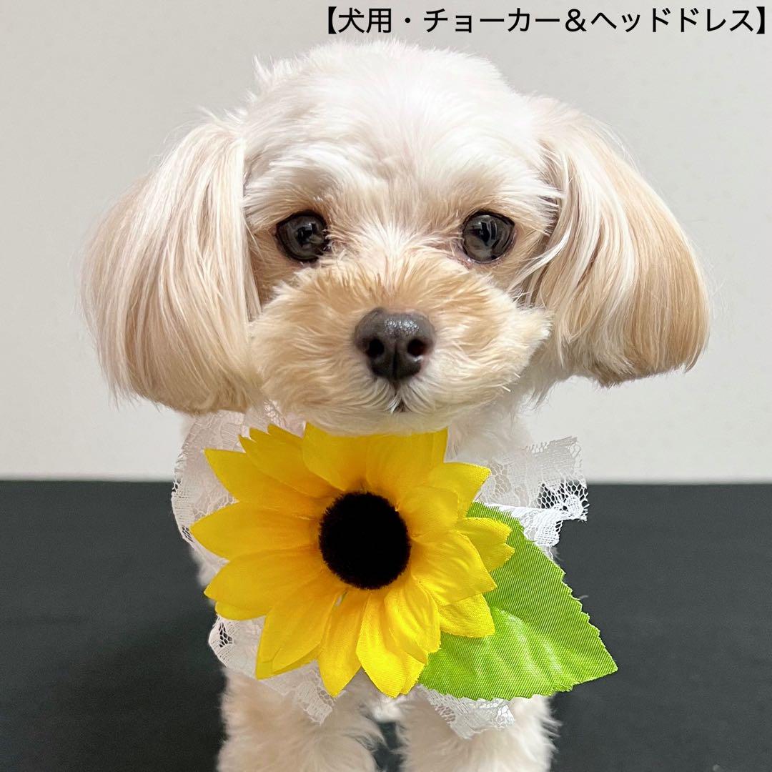 犬用】ひまわり 犬チョーカー 犬リボン 犬ヘッドドレス 犬誕生日