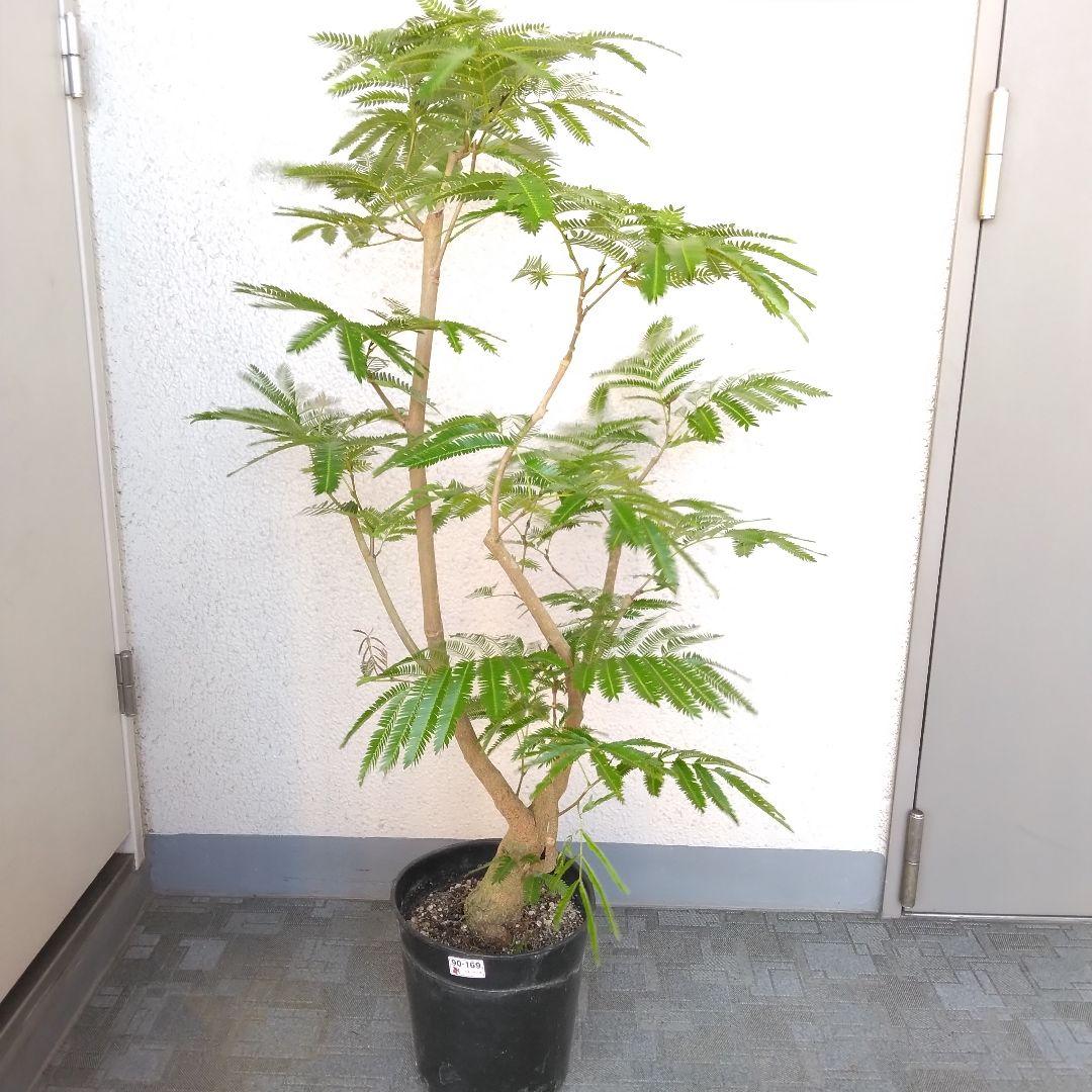 新作登場，豊富な エバーフレッシュ️観葉植物！高さ110幹極太！樹形綺麗！