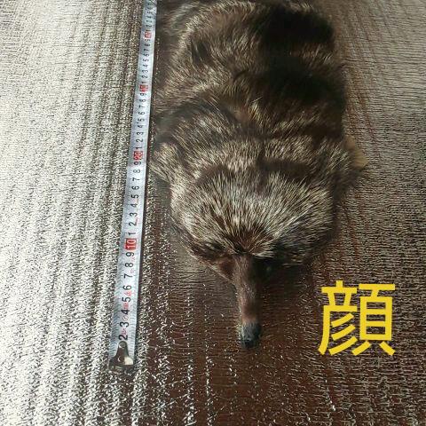 狐の襟巻き