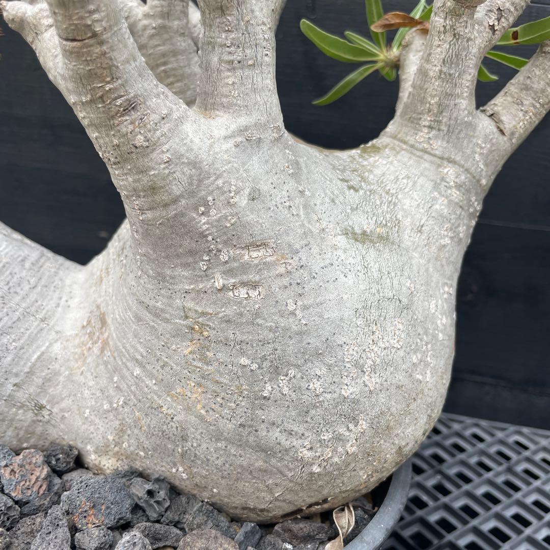 グラキリス目立った傷や汚れなし