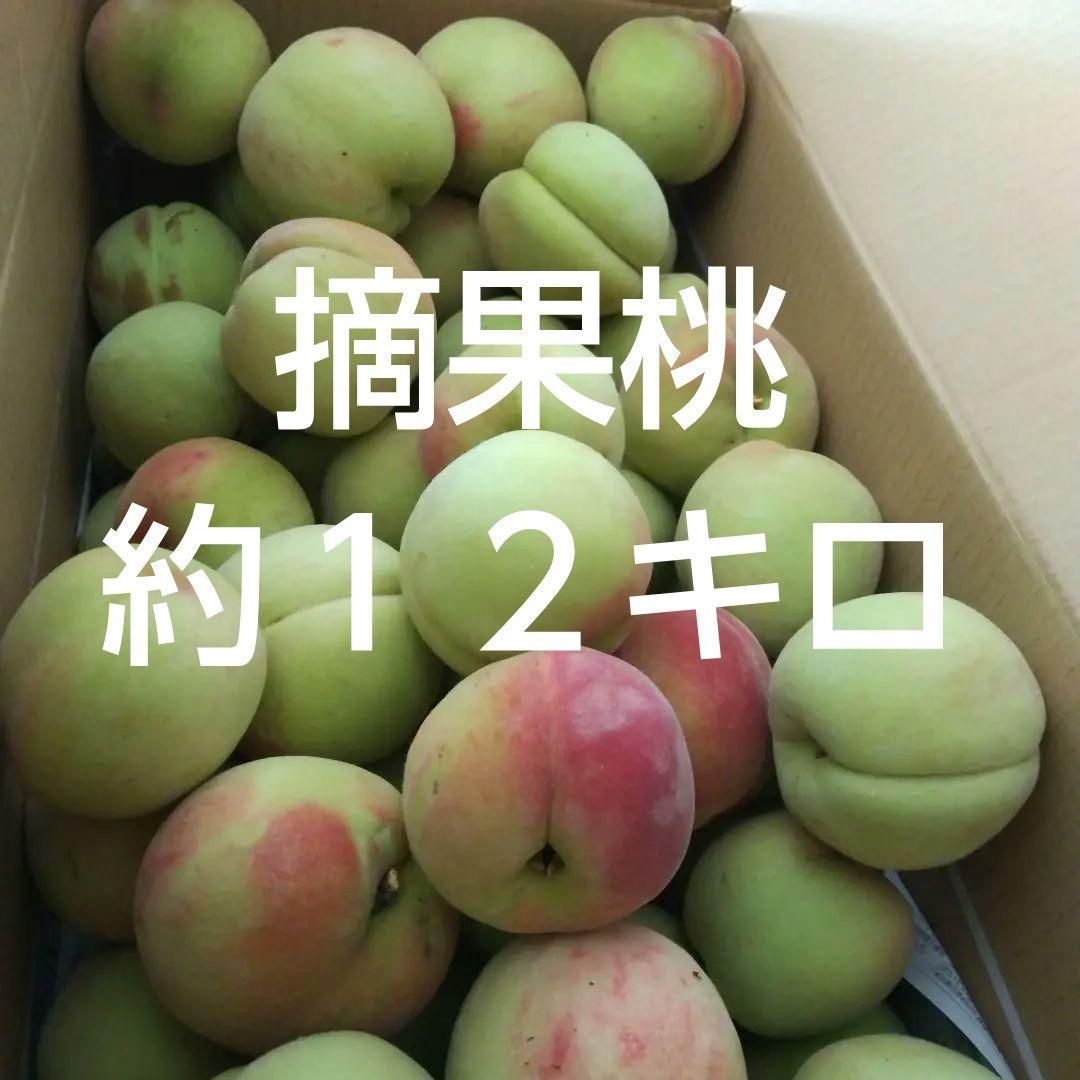 摘果桃 約１２キロ 送料込み①