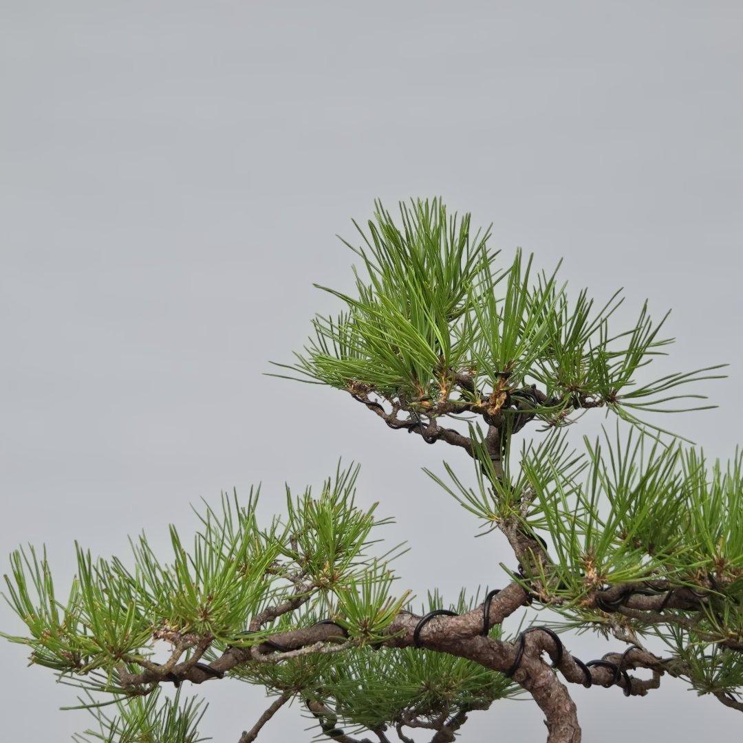 中品盆栽素材やや傷や汚れあり