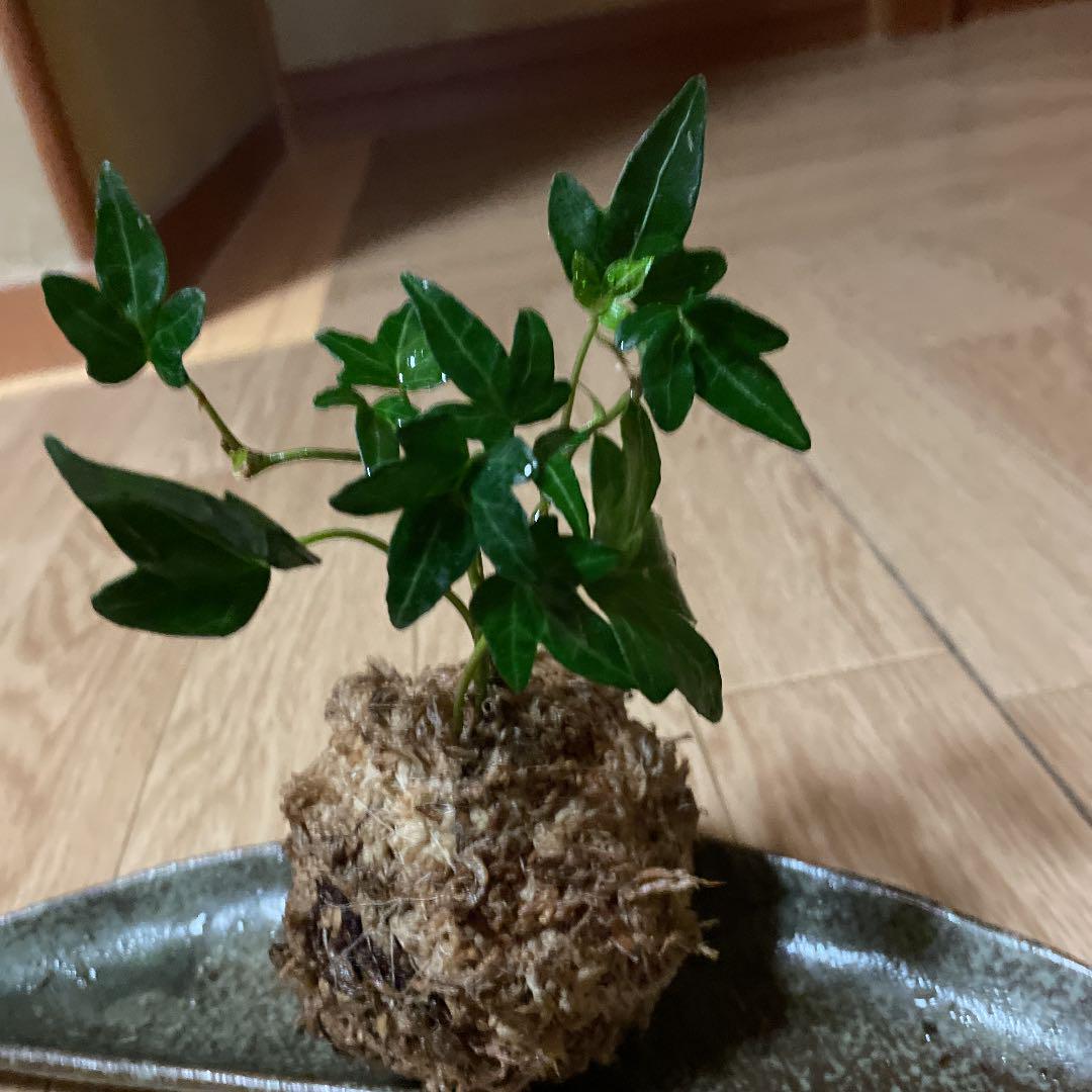 メルカリ 1ヘデラ 垂れ下ったらおしゃれ 楽しく育ててください 植物 観葉植物 1 0 中古や未使用のフリマ メルカリ 1ヘデラ 垂れ下ったらおしゃれ 楽しく育ててください 植物 観葉植物 1 0 中古や未使用のフリマ