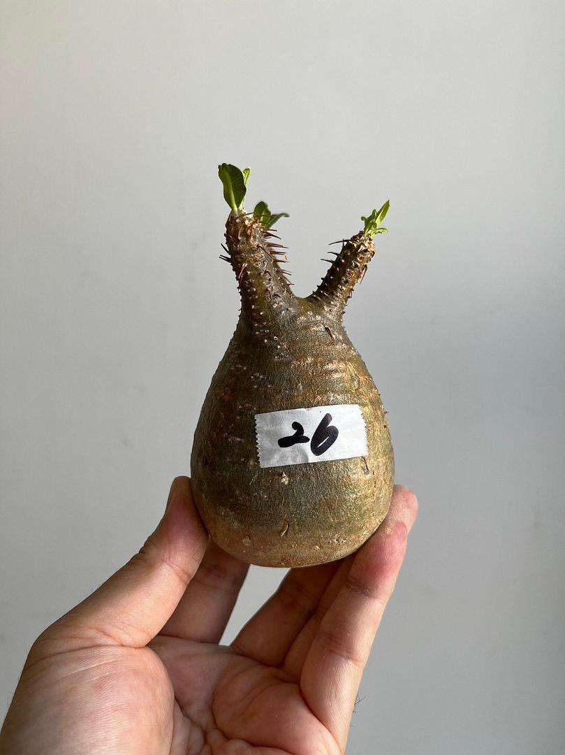 ≪超目玉☆12月≫ Pachypodium パキポディウム グラキリス ベアルート