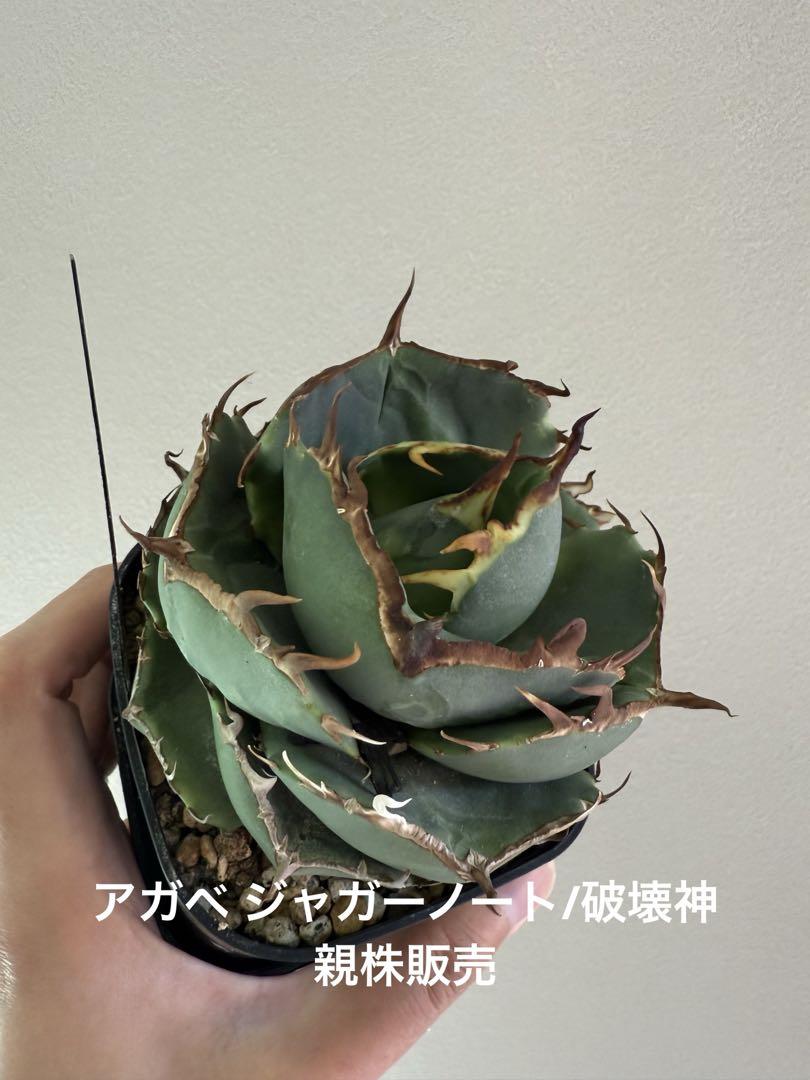 アガベ オテロイ ジャガーノート 親株販売
