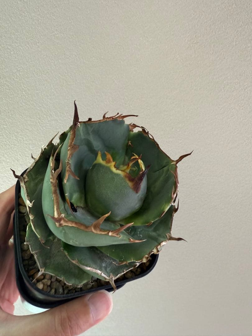 ジャガーノート