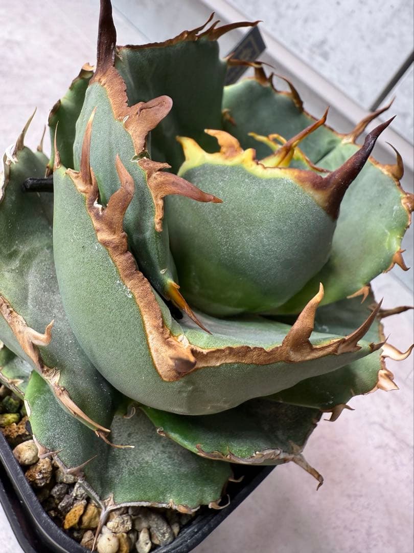 ジャガーノート 親株販売目立った傷や汚れなし