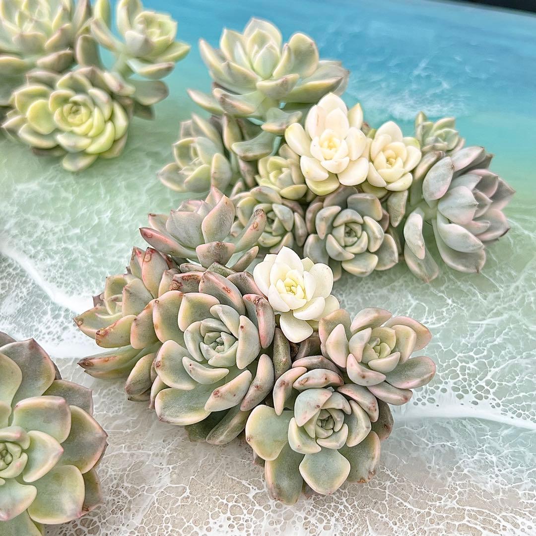 があります 多肉植物 スターリングラード (群生) エケベリア属 在庫 12