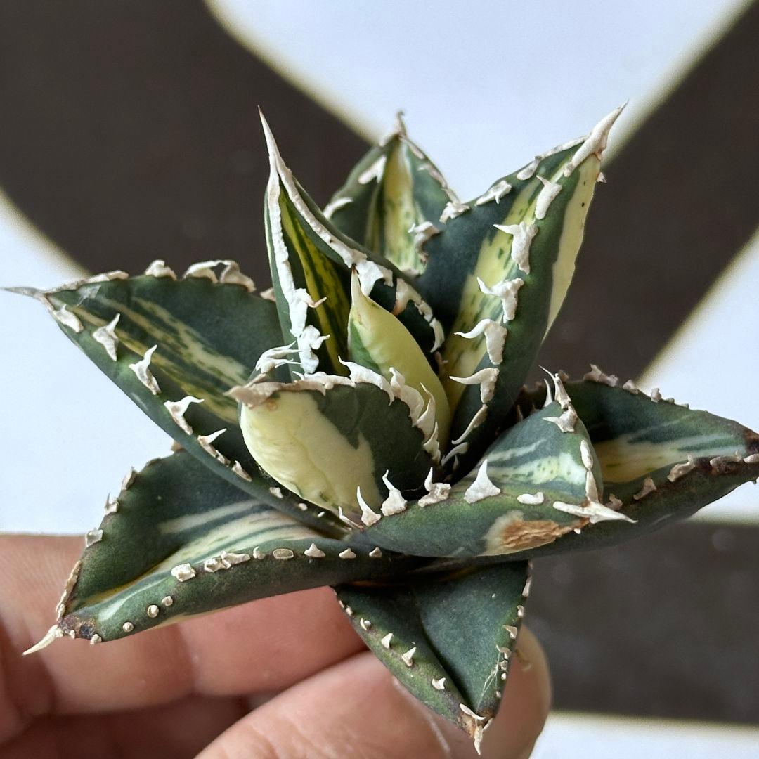 【上澳園芸】 アガベ チタノタ 狼人錦 LED管理株