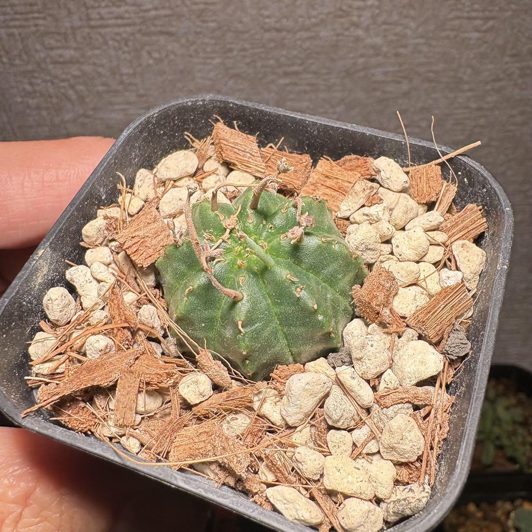 メルカリ便発送☆多肉植物 ユーフォルビア スーパーバリダ(実生