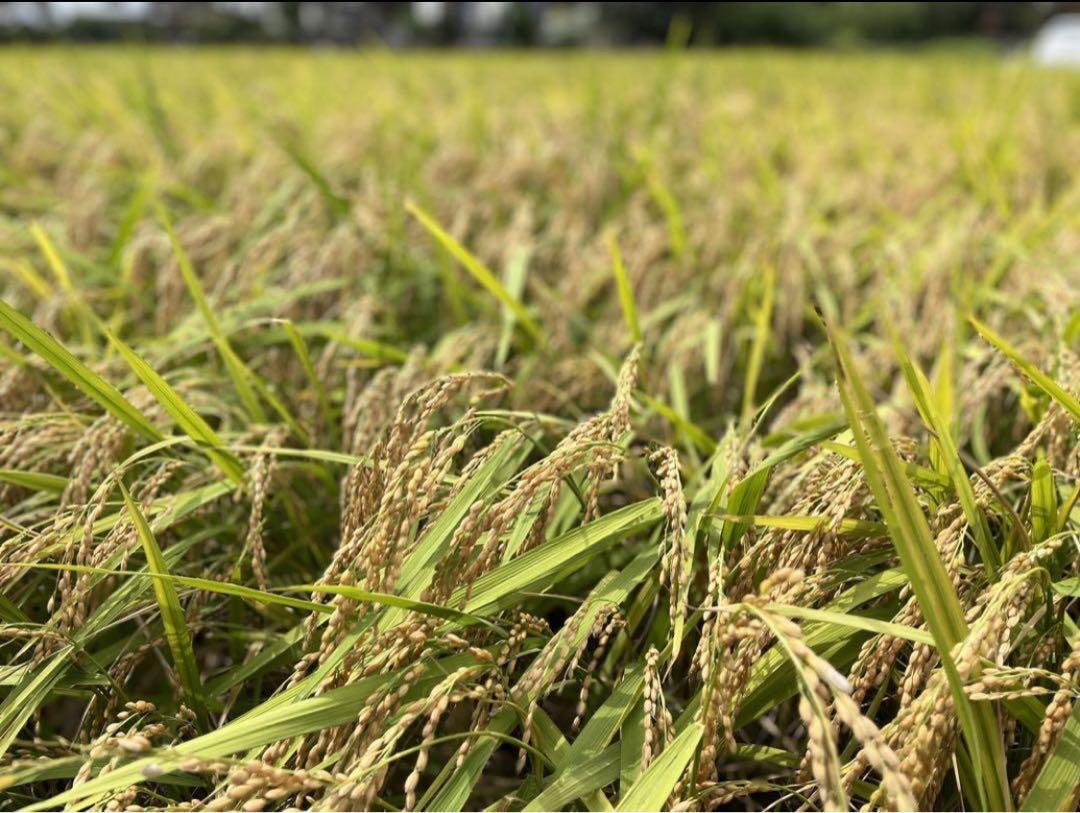 農薬化学肥料除草剤不使用　R5年度新米　愛媛県産にこまる　天日干し米  20kg