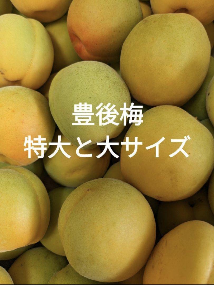 山形県産☆梅　特大と大きめサイズ（豊後）・箱込み5kg《送料込み》
