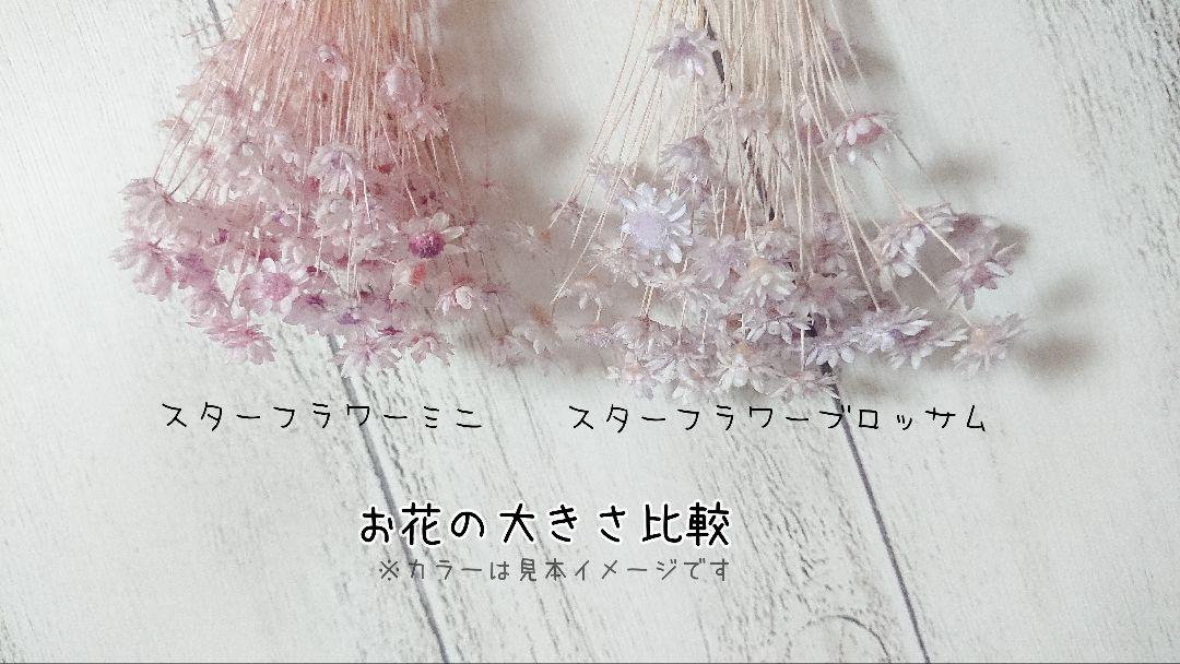 スターフラワーミニ✢ジュリエットブルー
