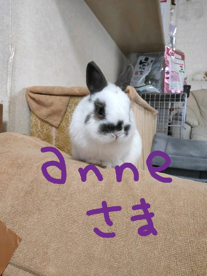 ファッション通販】 anne様専用♡ - その他 - freeacademy.edu.ge クーポンで半額 Anne様専用 アイドル