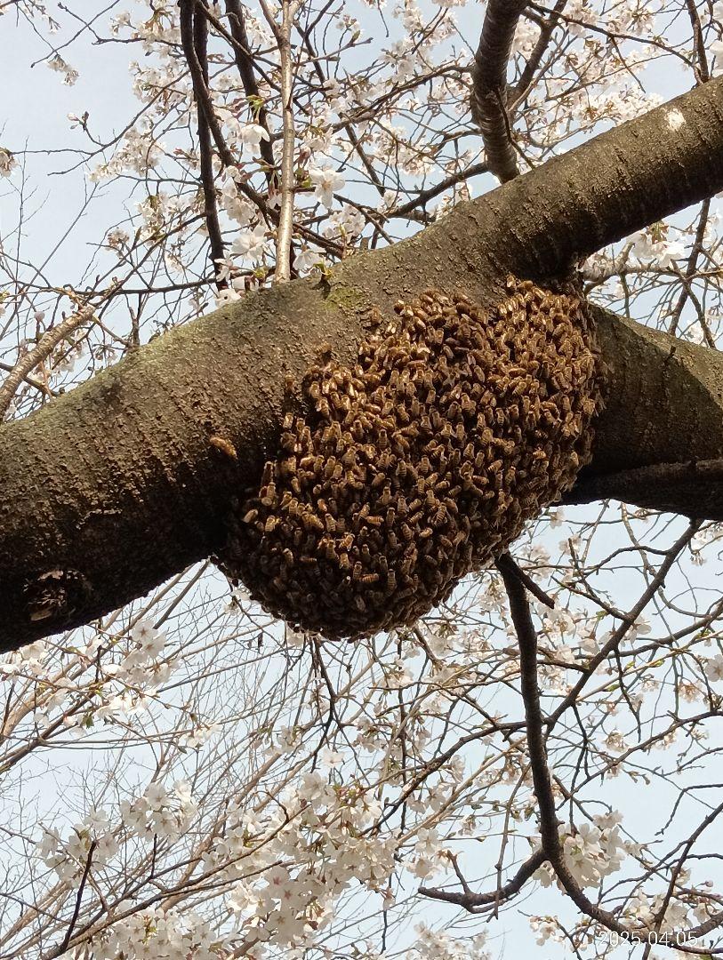 ニホンミツバチの百花蜜　国産天然ハチミツ　1180グラム　2本
