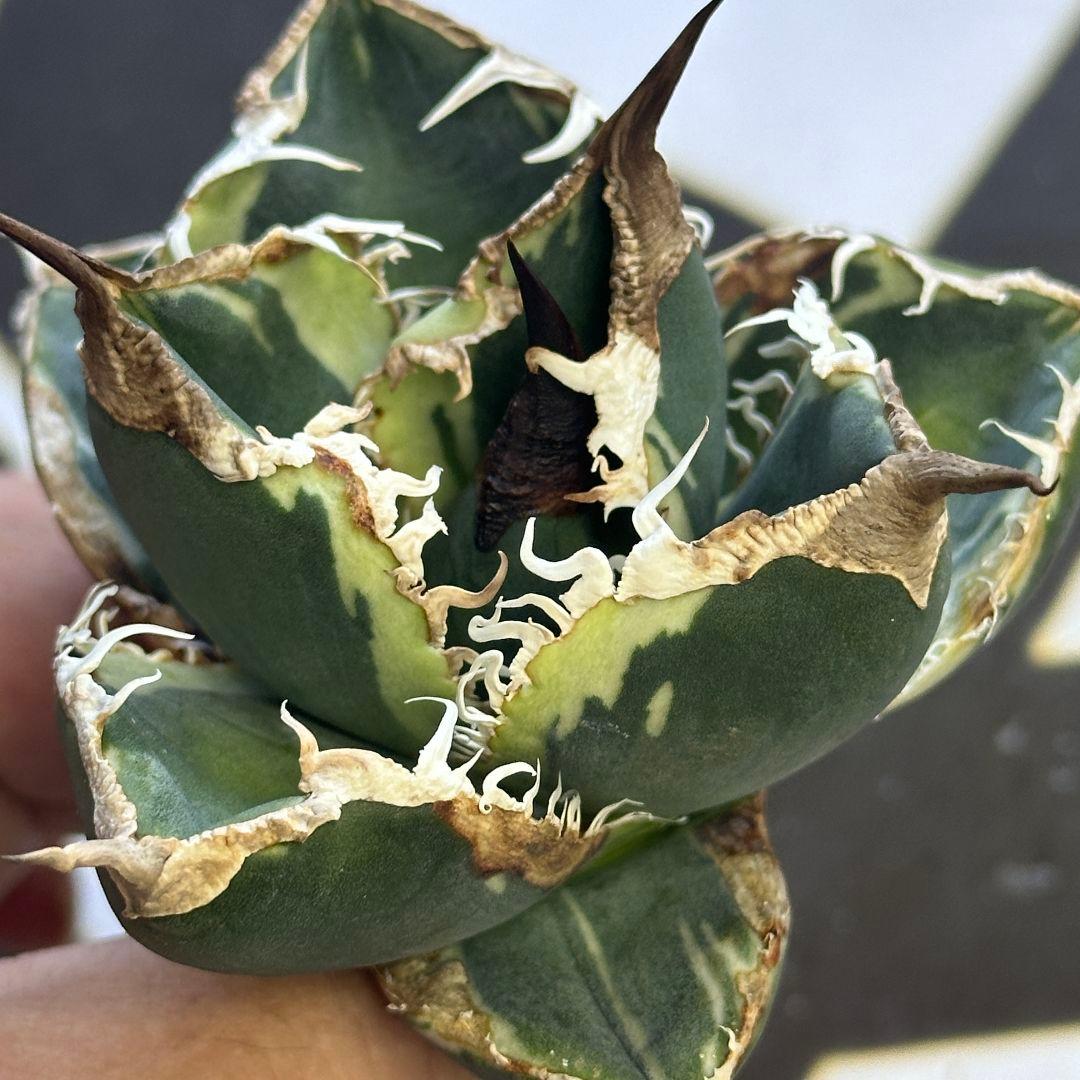 840【上澳園芸】アガベ チタノタSAD 南アフリカダイヤモンド錦 覆輪斑