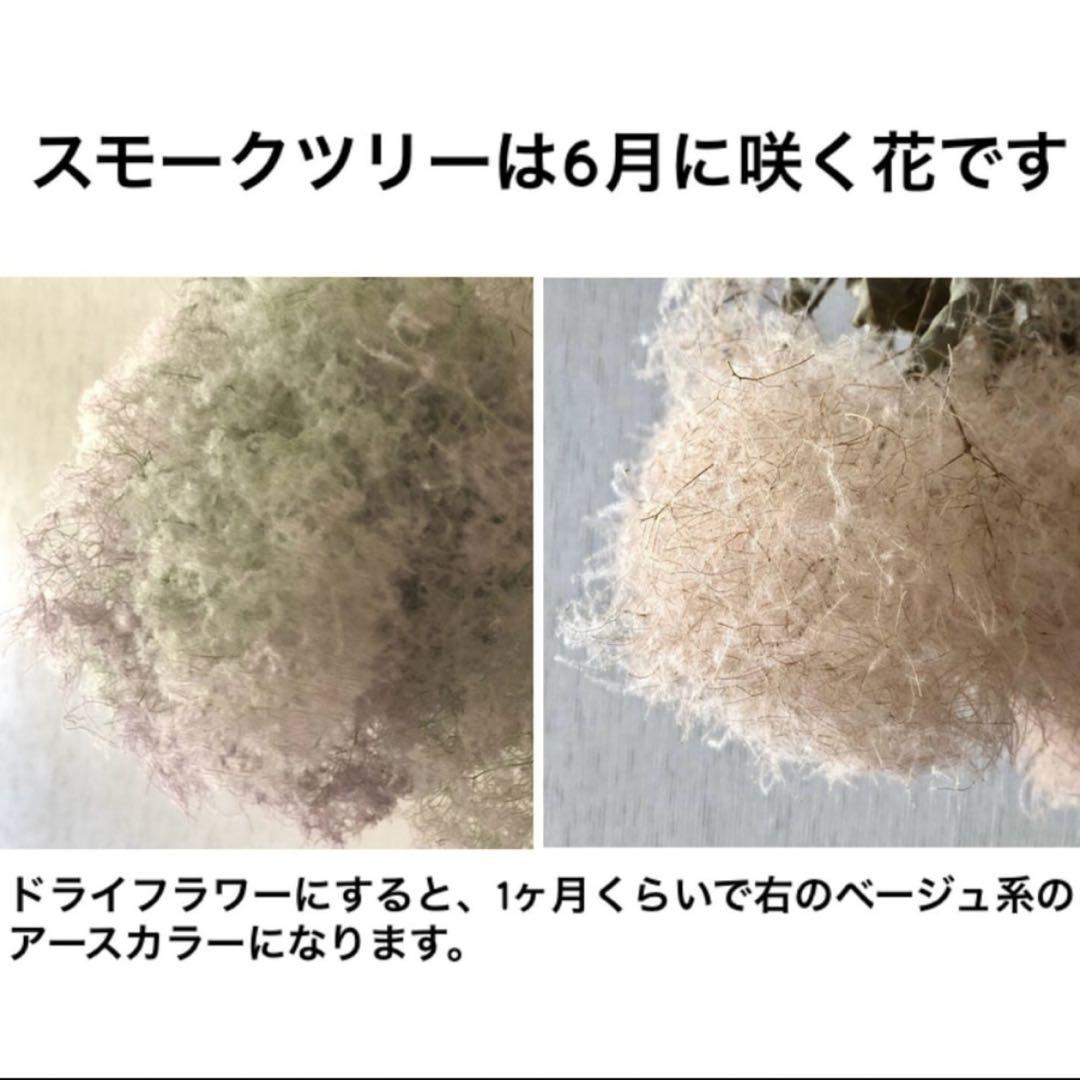 スモークツリー 枝付き ボリューム 55cm【5】＊ ふわふわ ドライフラワー