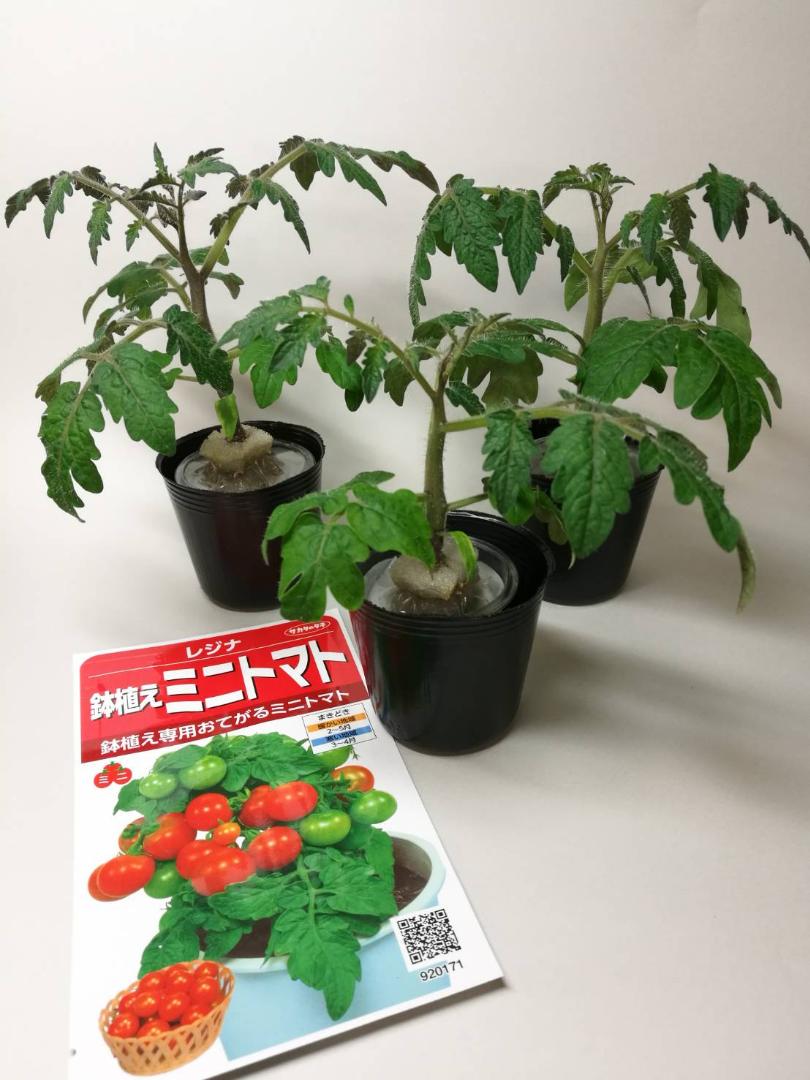 ミニ トマト 鉢植え ミニトマトは1年で終わり ミニ トマト 鉢植え ミニトマトは1年で終わり