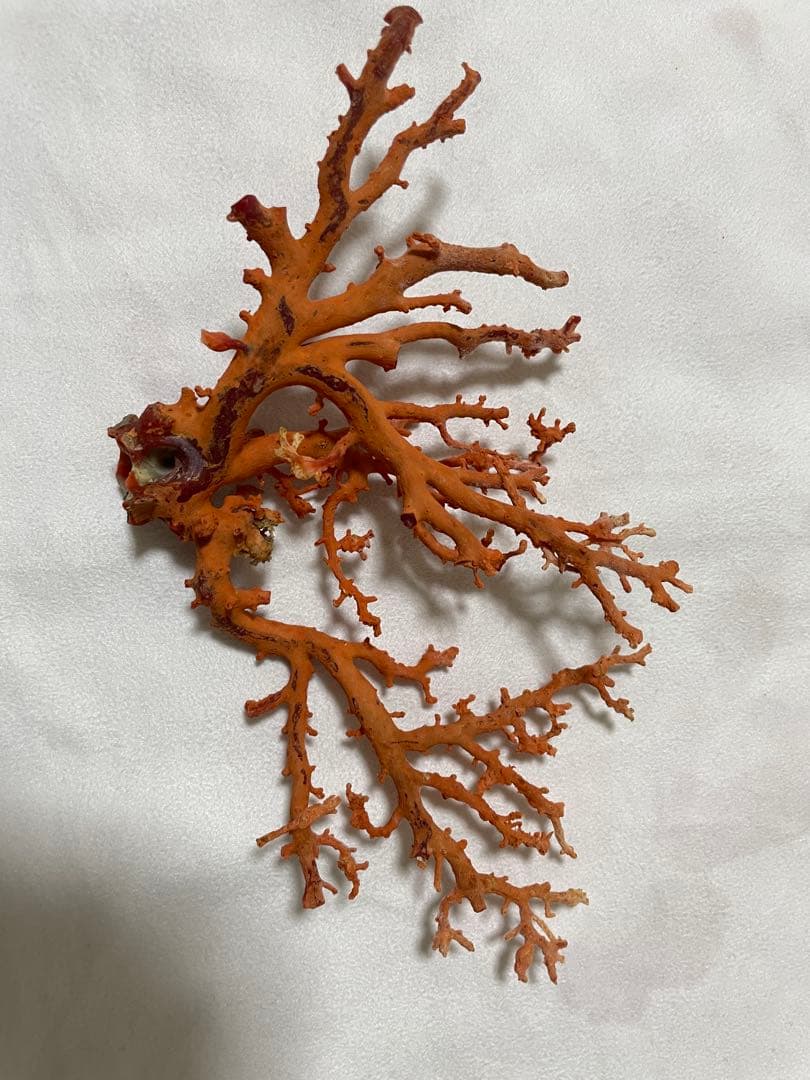 赤珊瑚原木の置物