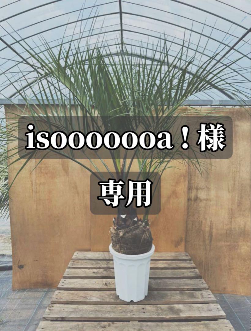 i*！様 ココスヤシ　双子　【2本立】 葉先150cm 幹回り60cm 幹高15