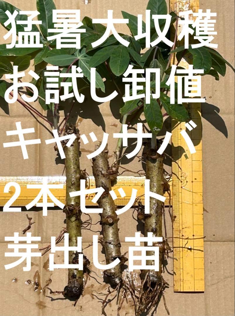 植え付け時期。4本＝キャッサバ芋、芽出し苗☆キャッサバ、大